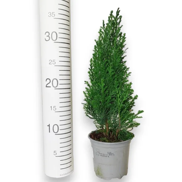 Cyprysik ( Cupressus Lawsona 'Ellwoodii') mini choinka 30cm