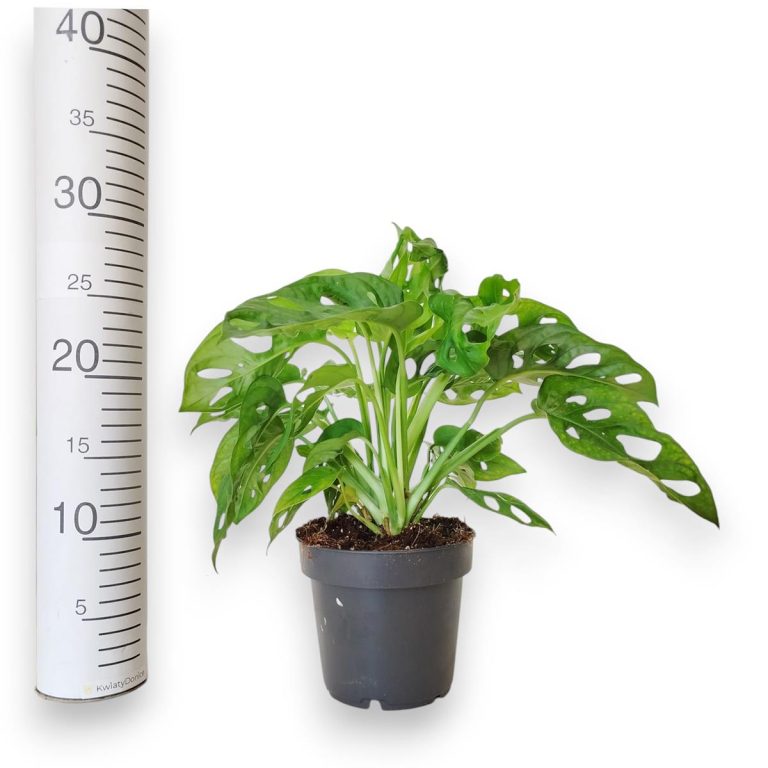 Monstera monkey mask (obliqua Leichtlinii) 30cm