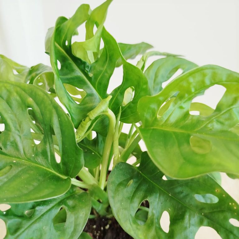 Monstera monkey mask (obliqua Leichtlinii) 30cm