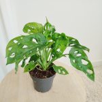 Monstera monkey mask (obliqua Leichtlinii) 30cm