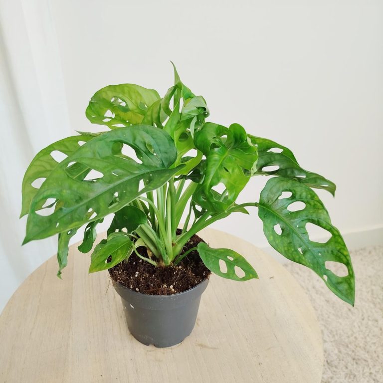 Monstera monkey mask (obliqua Leichtlinii) 30cm