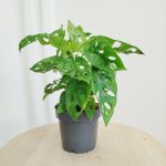 Monstera monkey mask (obliqua Leichtlinii) 30cm