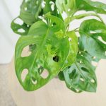 Monstera monkey mask (obliqua Leichtlinii) 30cm