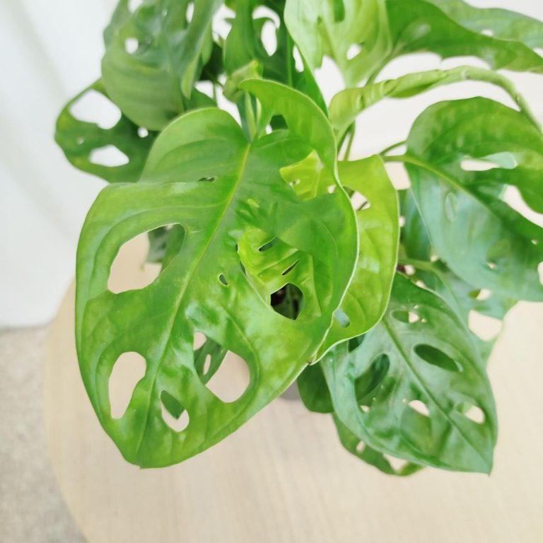 Monstera monkey mask (obliqua Leichtlinii) 30cm