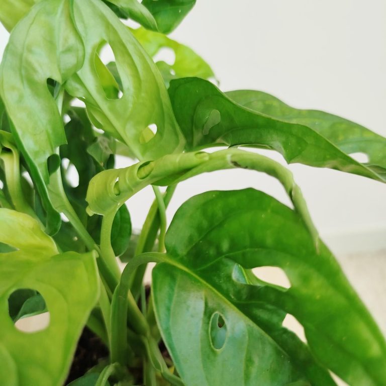 Monstera monkey mask (obliqua Leichtlinii) 30cm