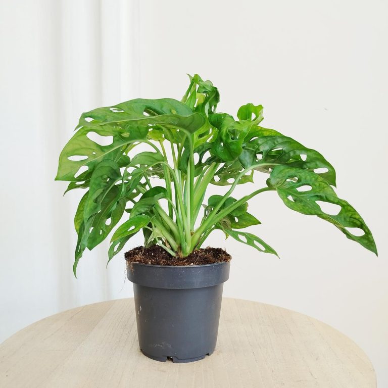Monstera monkey mask (obliqua Leichtlinii) 30cm