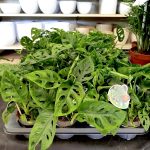 Monstera monkey mask (obliqua Leichtlinii) 30cm