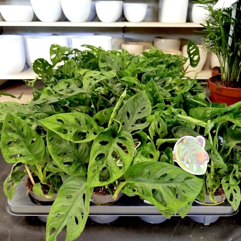 Monstera monkey mask (obliqua Leichtlinii) 30cm