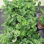 Monstera monkey mask (obliqua Leichtlinii) 30cm