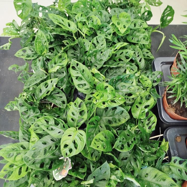 Monstera monkey mask (obliqua Leichtlinii) 30cm