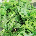 Monstera monkey mask (obliqua Leichtlinii) 30cm