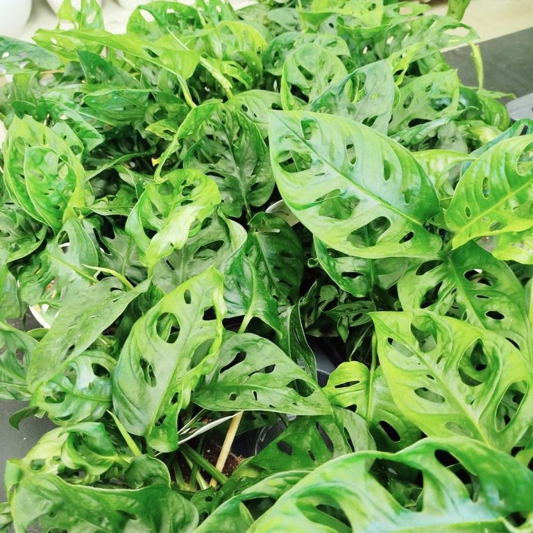 Monstera monkey mask (obliqua Leichtlinii) 30cm