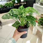 Monstera monkey mask (obliqua Leichtlinii) 30cm