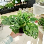 Monstera monkey mask (obliqua Leichtlinii) 30cm