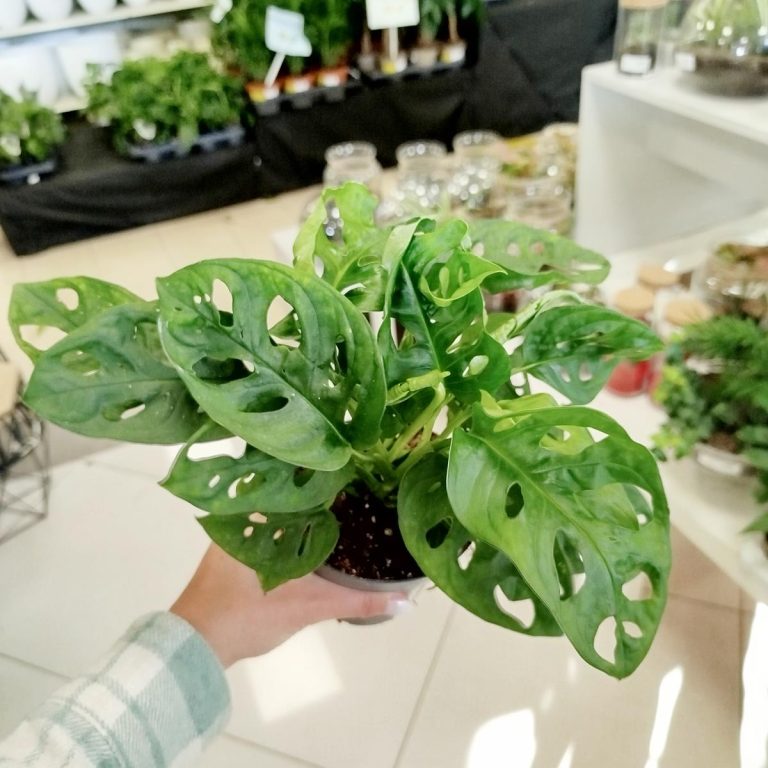 Monstera monkey mask (obliqua Leichtlinii) 30cm