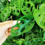 Monstera monkey mask (obliqua Leichtlinii) 30cm