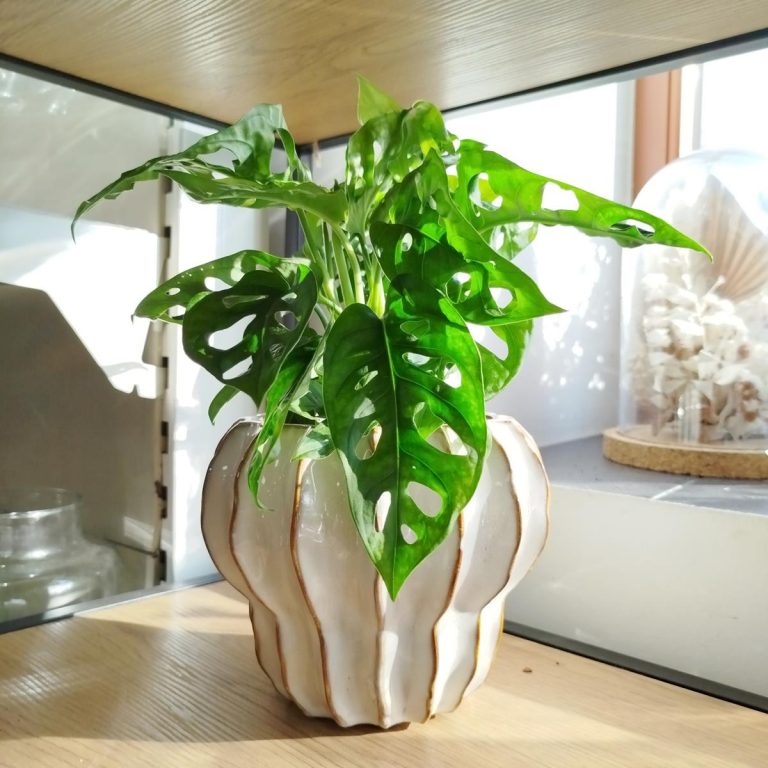 Monstera monkey mask (obliqua Leichtlinii) 30cm