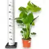 Monstera deliciosa dziurawa liście 60cm