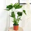 Monstera deliciosa dziurawa liście 60cm