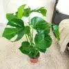 Monstera deliciosa dziurawa liście 60cm