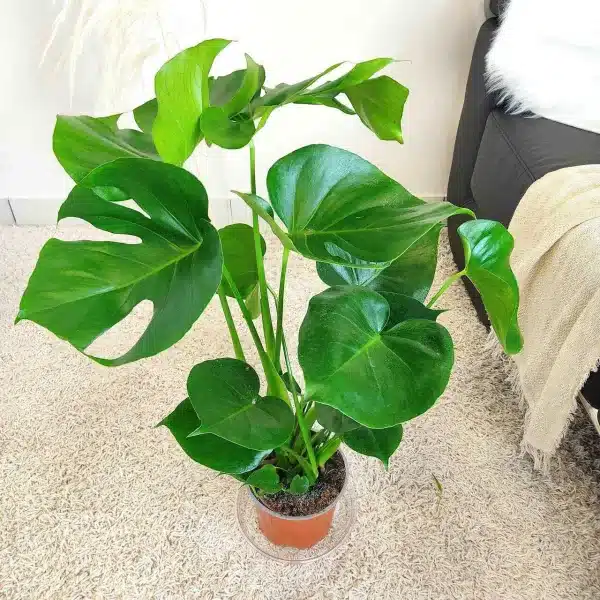 Monstera dziurawa (Monstera deliciosa) 65cm