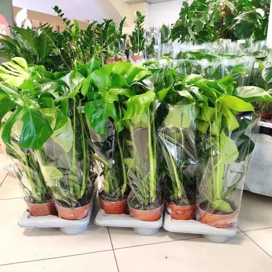 Monstera deliciosa dziurawa liście 60cm