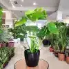 Monstera deliciosa dziurawa liście 60cm