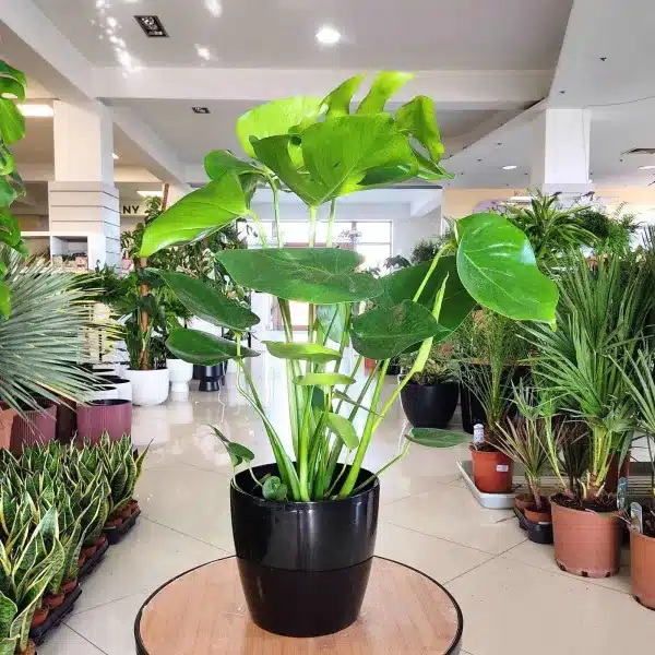 Monstera dziurawa (Monstera deliciosa) 65cm