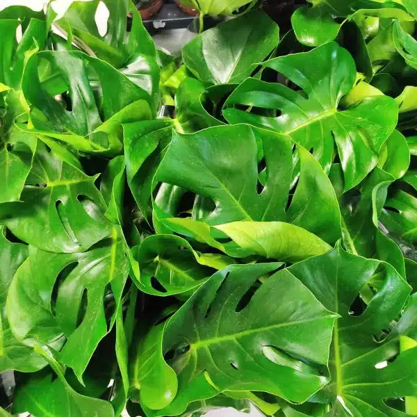 Monstera dziurawa (Monstera deliciosa) 65cm