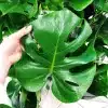 Monstera deliciosa dziurawa liście 60cm