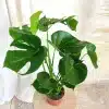 Monstera deliciosa dziurawa liście 60cm