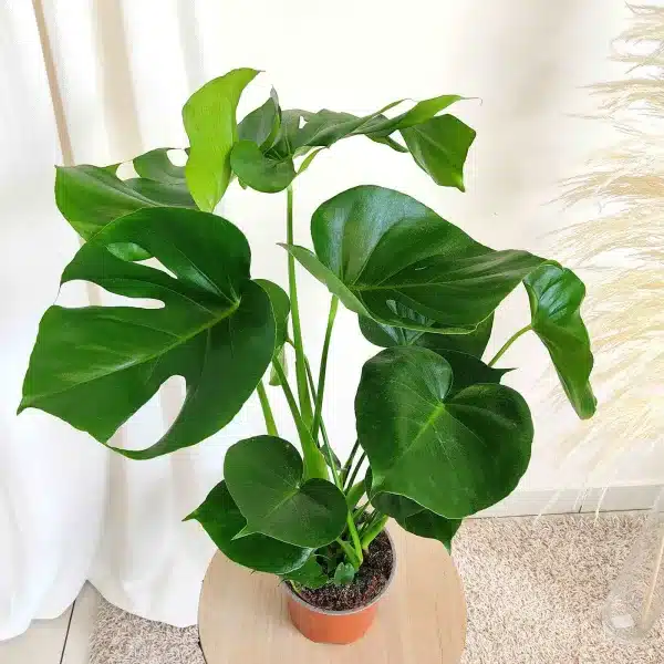 Monstera dziurawa (Monstera deliciosa) 65cm