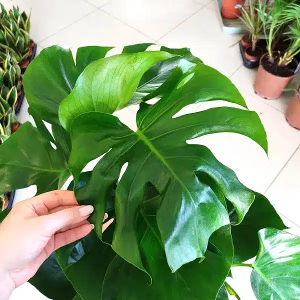 Monstera dziurawa (Monstera deliciosa) 65cm