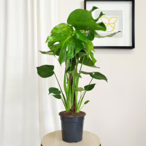 Monstera dziurawa (Monstera deliciosa) 70-80cm