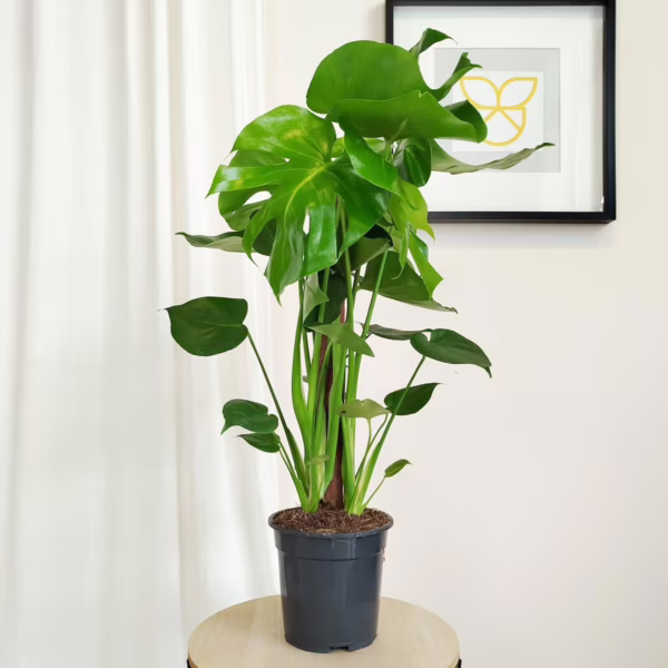 Monstera dziurawa (Monstera deliciosa) 75cm