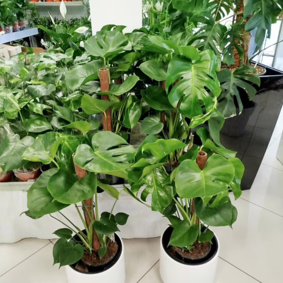 Monstera dziurawa (Monstera deliciosa)