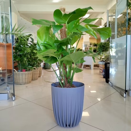 Monstera dziurawa (Monstera deliciosa)