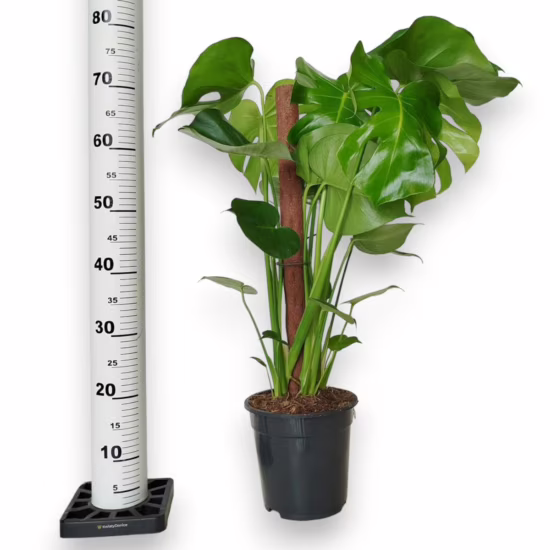 Monstera dziurawa (Monstera deliciosa)