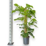 Monstera dziurawa (Monstera deliciosa) 130cm