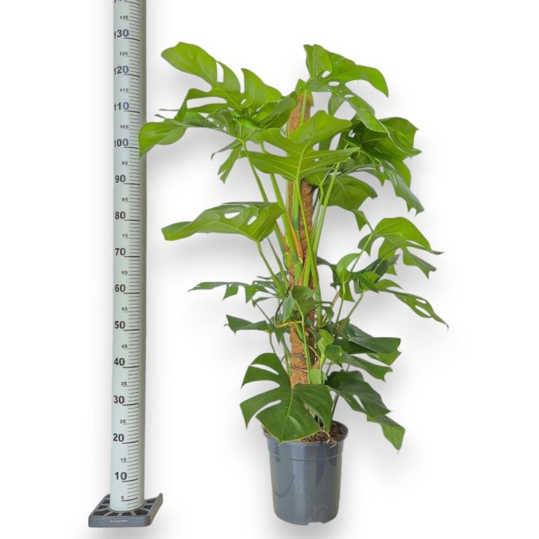 Monstera dziurawa (Monstera deliciosa) 130cm