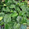Monstera dziurawa (Monstera deliciosa) 40-50cm