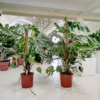 Monstera dziurawa (Monstera deliciosa) 160-170cm