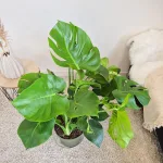 Monstera dziurawa (Monstera deliciosa) 100cm