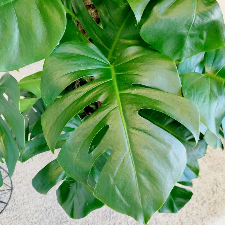 Monstera dziurawa (Monstera deliciosa) 170cm