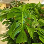 Monstera dziurawa (Monstera deliciosa) 130cm