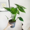 Monstera dziurawa (Monstera deliciosa) 40-50cm