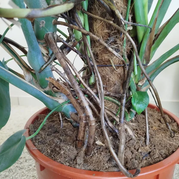 Monstera dziurawa (Monstera deliciosa) 160cm