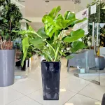 Monstera dziurawa (Monstera deliciosa) 100cm