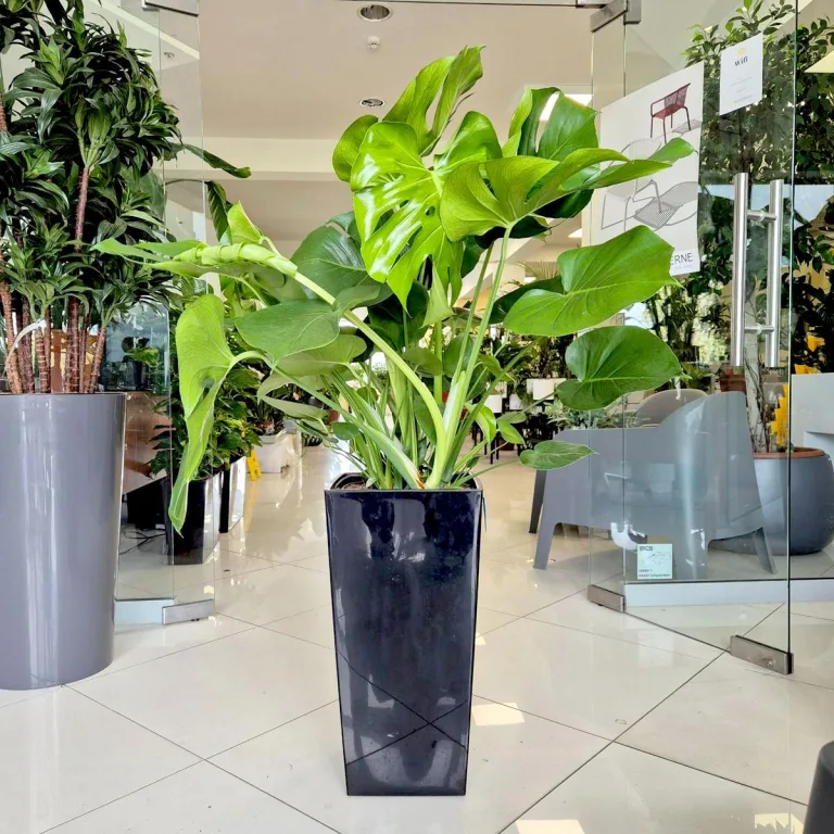 Monstera dziurawa (Monstera deliciosa) 100cm