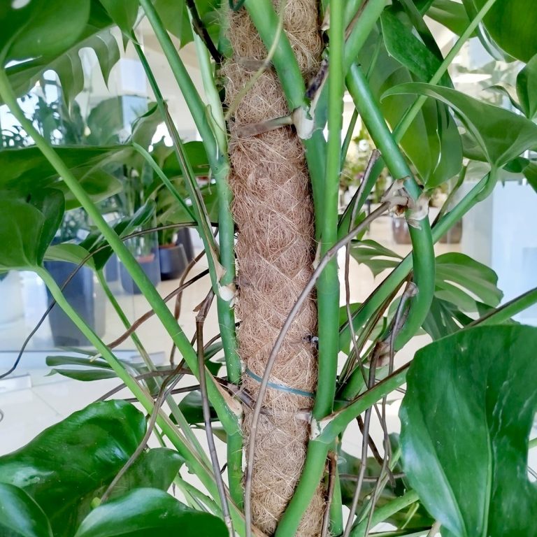 Monstera dziurawa (Monstera deliciosa) 170cm